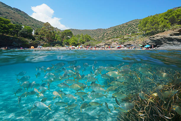 istock Mediterranean sea beach coastline in Spain and fish underwater 2212002613
