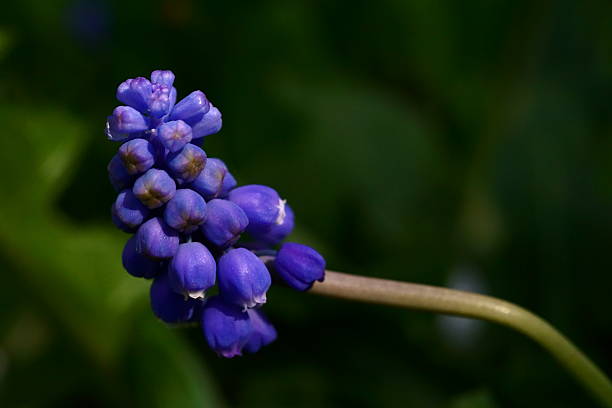 istock Beautiful background with spring flower, blue mascari; Mascari Botryoides 2212003016