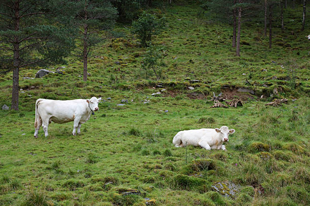 istock Norwegen - Rinder / Norway - Cattles / 2212004249