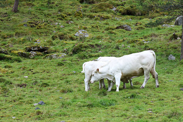 istock Norwegen - Rinder / Norway - Cattles / 2212004408