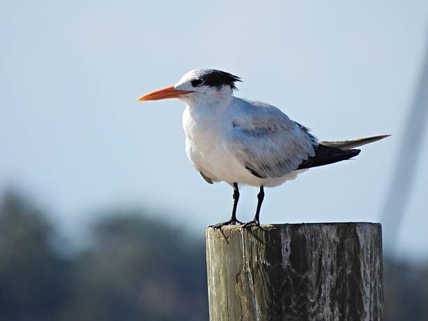 istock Royal Tern (Thalasseus maximus)  perched on a piling in a lake 2212005158