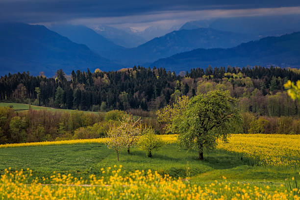 Panorama landscape with blooming wild narcissus flowers field in Les Pleiades, mountain in Swiss Prealps in Canton of Vaud, Switzerland