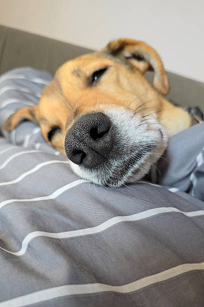 istock Dog sleeps in funny position. Defocused background. Mongrel is resting, sleeping on couch. Doggy napping in bed on a striped blanket in living room. Cozy pet sleep. Dog lifestyle 2212009241