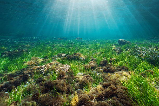 istock Seagrass and algae with sunlight underwater Mediterranean sea 2212009478