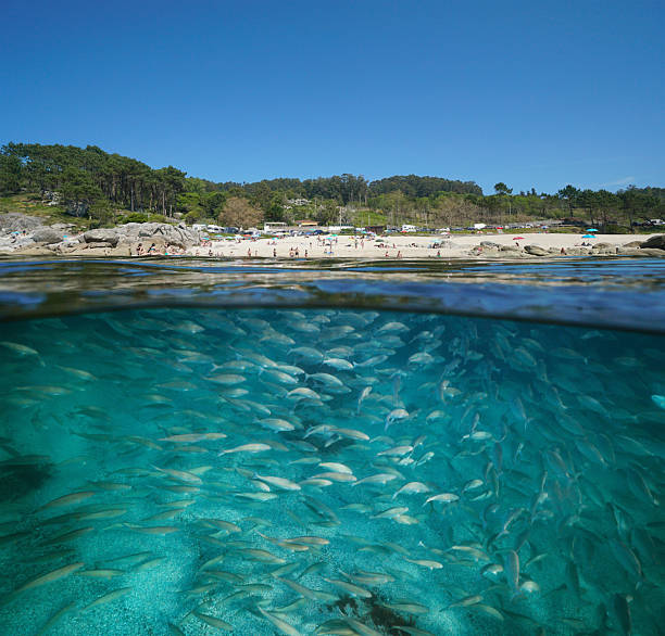 istock Spain Atlantic coast beach in summer with fish underwater in the ocean 2212009838