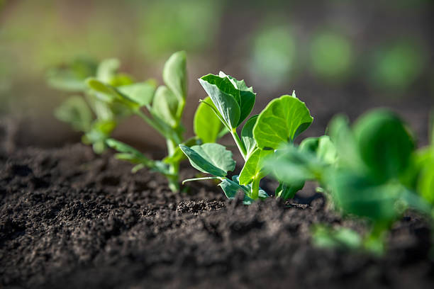 istock Young pea plant sprouts growing in rows in a field in the sun. Selective focus. 2212011330