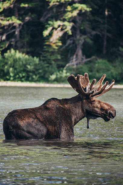 istock Moose encounter in lake in Glacier National Park 2212011429