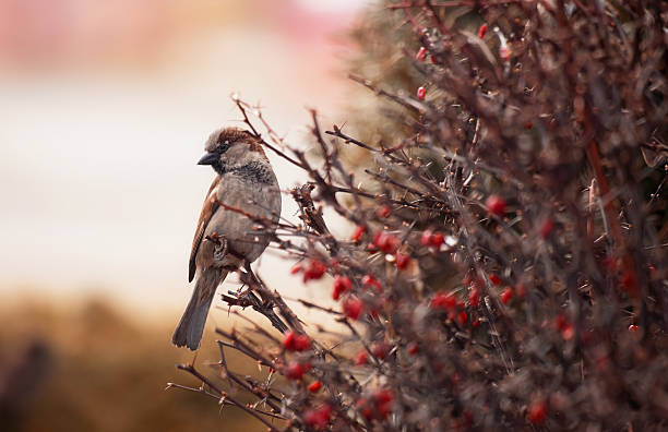 A House Sparrow on a Branch