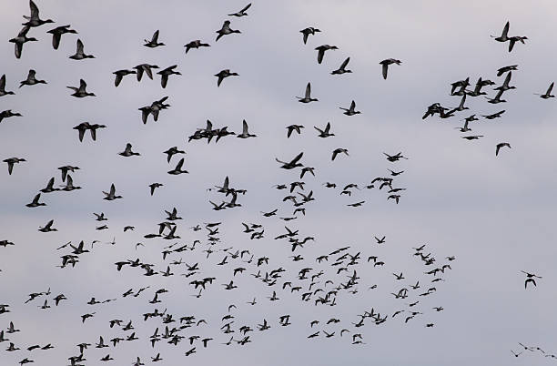 istock A Flock of Birds Flying 2212013062