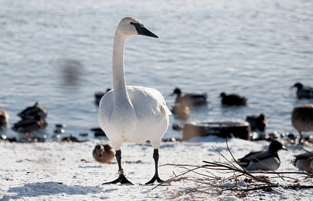istock A Trumpeter Swan in Winter 2212013195
