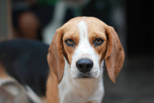 istock Expressive Beagle Dog Close-Up Portrait 2212015339
