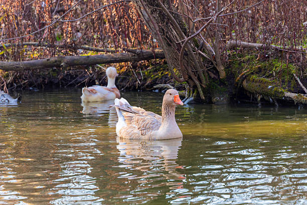 istock The domestic geese. 2212018378