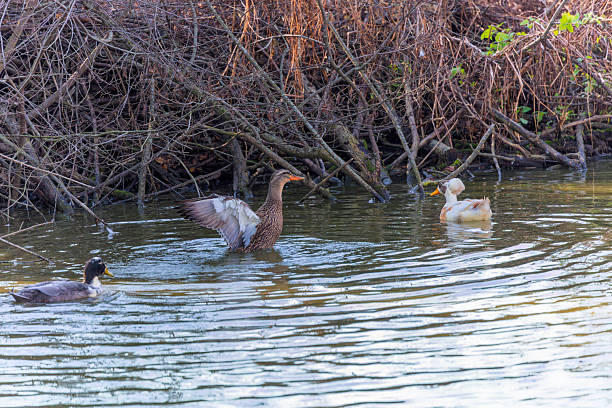 istock Wild and domesticate ducks in the river 2212018497