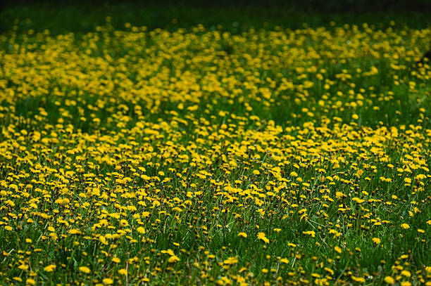 An expansive view of a dense field covered with countless blooming yellow dandelions stretching across the lush green grass. The vibrant colors and uniformity of the flowers create a striking visual that captures the essence of spring's renewal.