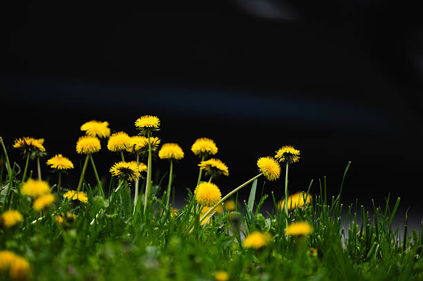 Dandelions in sunlight with dark background contrast