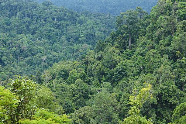 istock Meratus mountain at Borneo Rainforest, Indonesia 2212021262
