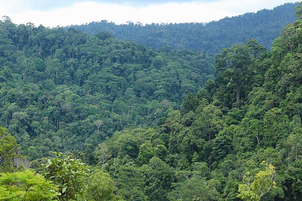 Indonesia, Borneo - Young Orangutan sitting on the tree