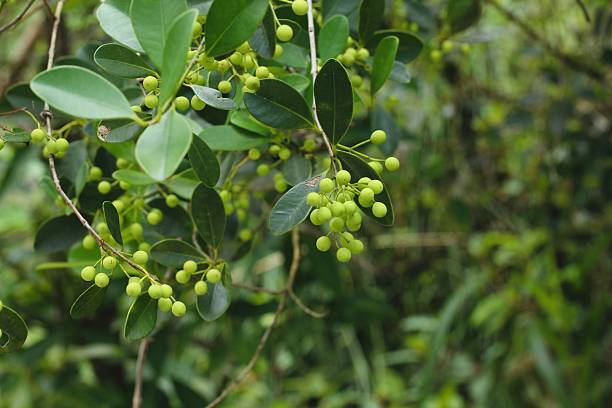 istock Unique fruit at deep meratus mountain, borneo rainforest indonesia 2212021342