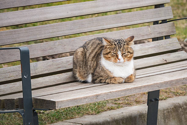istock Close up image of the cat. 2212025151