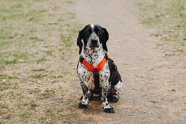 istock small black and white dachshund dog 2212026234