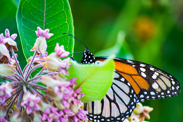 istock Milkweed with Monarch Butterfly 2212030280