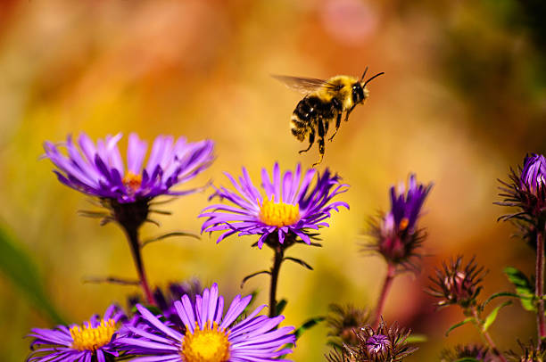 Purple Aster Flower with bee flying taken on a sunny day in the fall