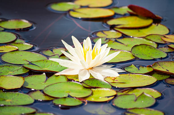 istock White water Lily floating in lily pads 2212030422