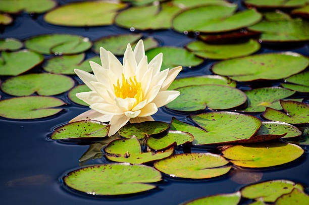 istock White Water lily floating on lily pads 2212030438