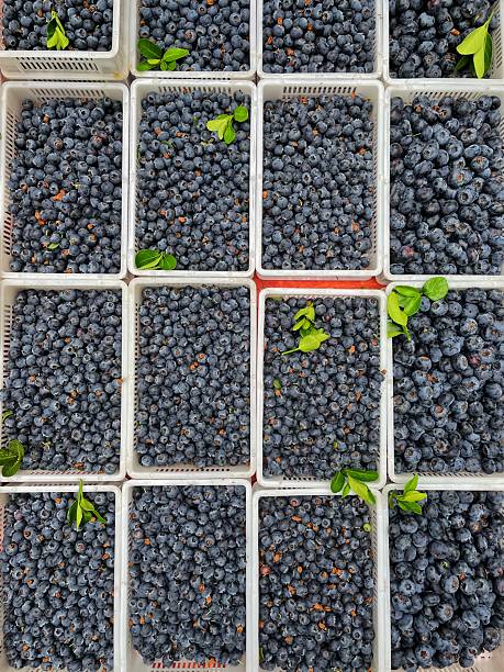 Blueberries in white plastic box for sale