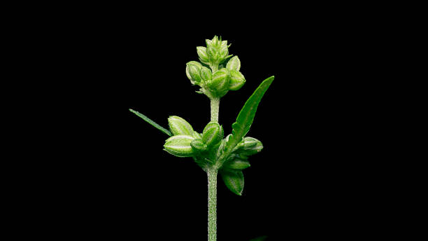 istock Cannabis male flower with polen 2212033762