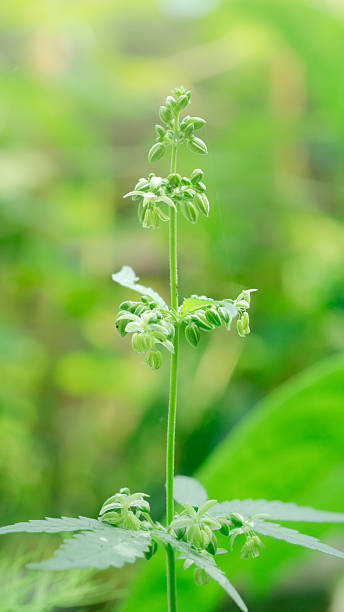 istock Cannabis male flower with polen 2212033792