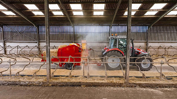 istock Cattle feeding process in an automated breeding plant with machinery 2212036258
