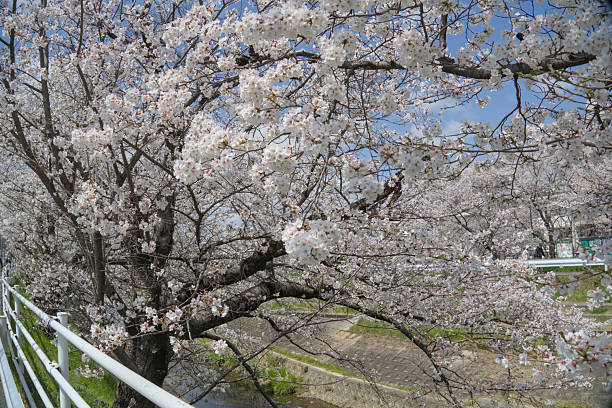 istock Cherry Blossoms along the Saho River in Nara 2212036620