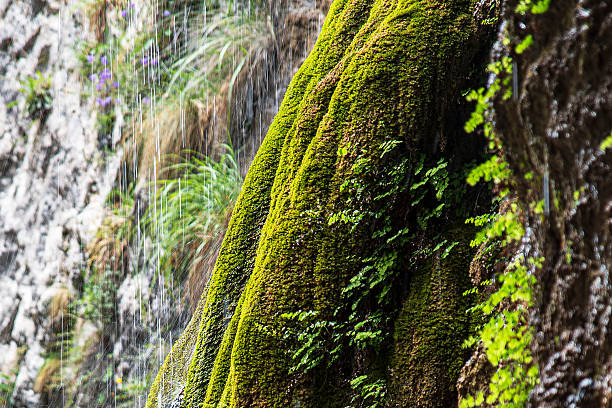 Gentle ribbons of water slide across dense green moss on a limestone wall, capturing the serene beauty of tropical waterfalls for travel, spa, and natural design concepts.