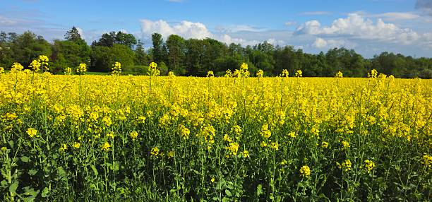 istock Vibrant yellow rapeseed field under blue sky. 2212038438