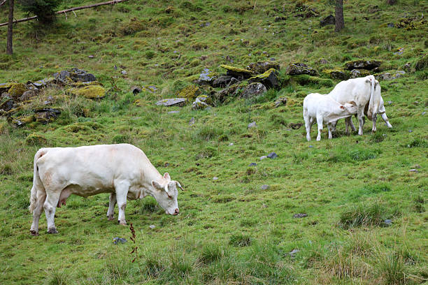 istock Norwegen - Rinder / Norway - Cattles / 2212040435