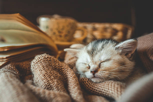 Sleeping kitten wrapped in soft brown knits next to an open book and ceramic cup, creating a warm and cozy autumn or winter reading scene