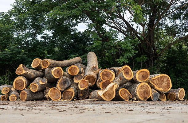 istock Many large logs were cut and left in piles. 2212043018