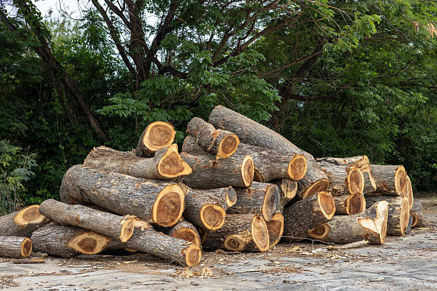 istock Many large logs were cut and left in piles. 2212043019