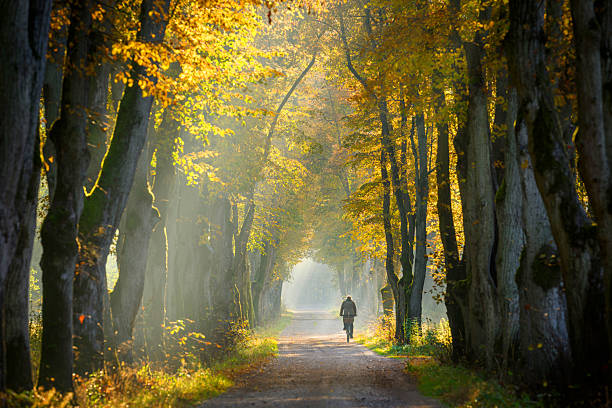 autumn morning in old trees avenue