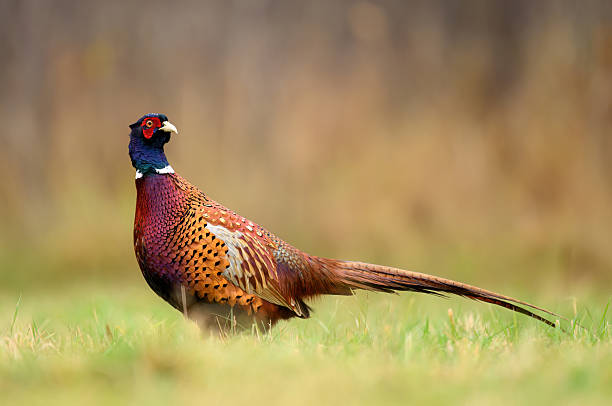 istock Ringneck Pheasant (Phasianus colchicus) male close up 2212045443