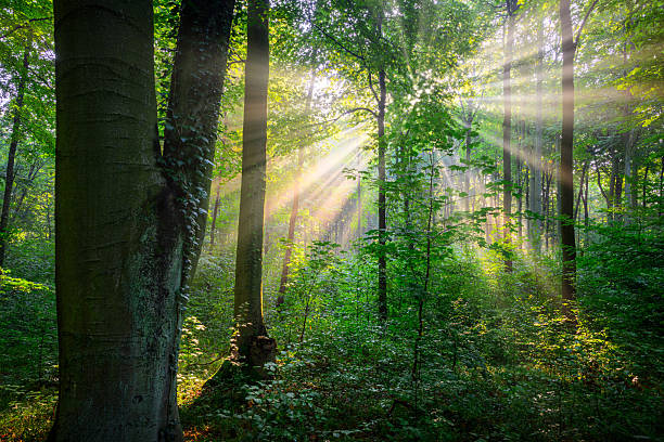 istock Sunny morning in the forest 2212045608