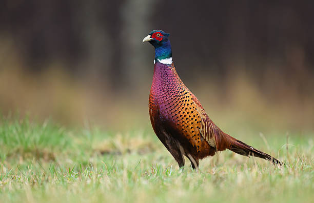 istock Ringneck Pheasant (Phasianus colchicus) male close up 2212048030