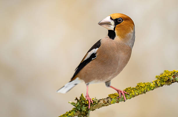 istock Hawfinch (Coccothraustes coccothraustes) bird close up 2212048380