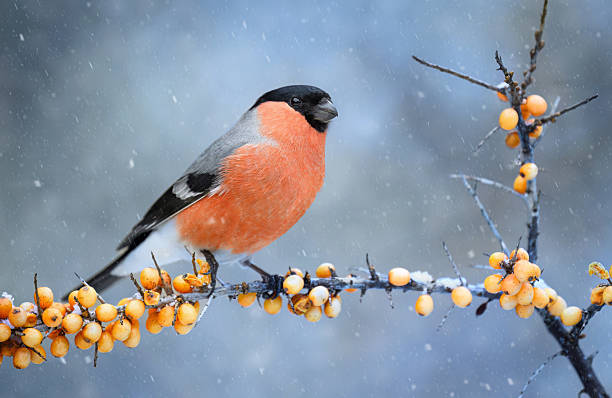 istock Eurasian bullfinch male ( Pyrrhula pyrrhula ) 2212048384