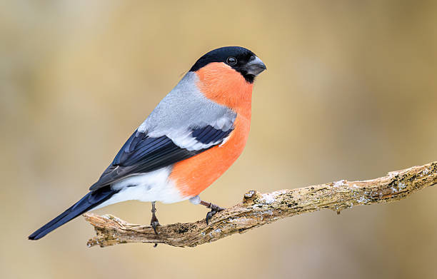istock Eurasian bullfinch male ( Pyrrhula pyrrhula ) 2212048391