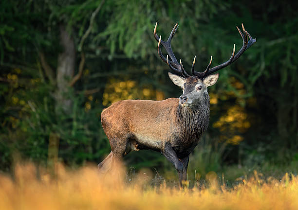 istock Deer male buck ( Cervus elaphus ) during rut 2212048548