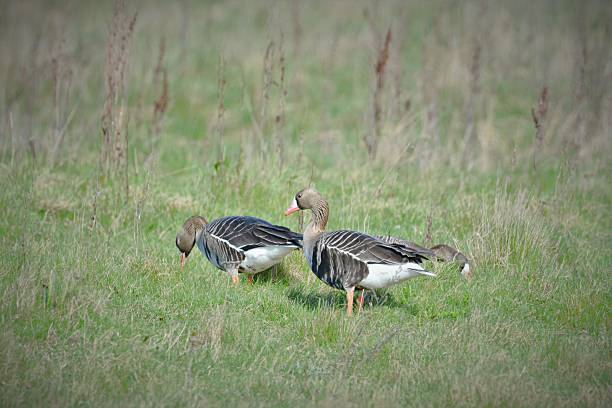 istock grey goose in the meadow 2212049146
