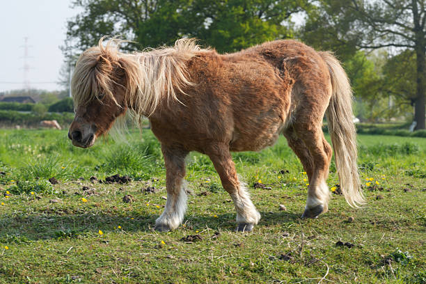 istock A light brown pony with a cream-colored mane and tail stands in a green grass field on a bright day, its head bowed slightly. 2212050720