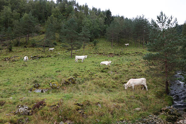 Funny cows portrait with a wide angle lens: crazy playful cattle